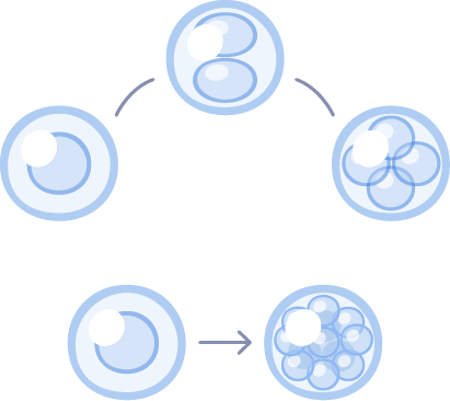 évolution cellulaire évolution cellulaire