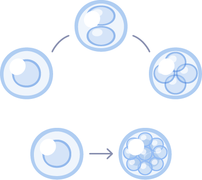 évolution cellulaire