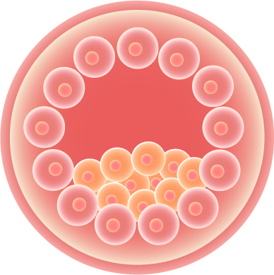 blastocyste