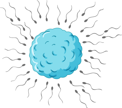 fécondation in vitro